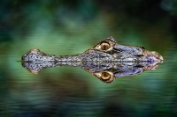 Kajman brylovy - Caiman crocodilus - Spectacled caiman 2043